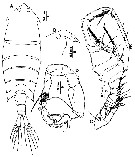 Species Pontella sinica - Plate 3 of morphological figures