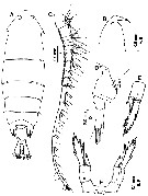 Species Pontella chierchiae - Plate 11 of morphological figures
