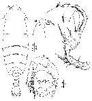 Species Pontella chierchiae - Plate 12 of morphological figures