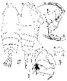 Species Pontella latifurca - Plate 4 of morphological figures