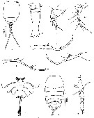 Species Copilia lata - Plate 1 of morphological figures