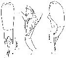 Espèce Farranula carinata - Planche 8 de figures morphologiques