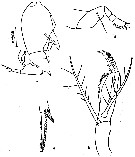 Species Farranula gibbula - Plate 10 of morphological figures