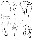 Species Corycaeus (Ditrichocorycaeus) asiaticus - Plate 11 of morphological figures