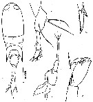 Espèce Corycaeus (Ditrichocorycaeus) dahli - Planche 13 de figures morphologiques