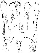 Species Corycaeus (Urocorycaeus) lautus - Plate 10 of morphological figures