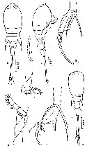 Espèce Corycaeus (Urocorycaeus) longistylis - Planche 8 de figures morphologiques