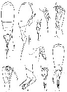 Species Corycaeus (Agetus) flaccus - Plate 13 of morphological figures
