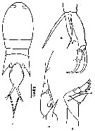 Espèce Corycaeus (Monocorycaeus) robustus - Planche 9 de figures morphologiques
