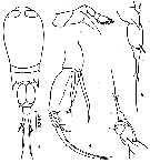 Species Corycaeus (Corycaeus) vitreus - Plate 5 of morphological figures