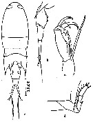 Espèce Corycaeus (Corycaeus) crassiusculus - Planche 12 de figures morphologiques