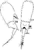 Espèce Farranula longicaudis - Planche 2 de figures morphologiques