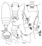 Espèce Batheuchaeta pubescens - Planche 1 de figures morphologiques