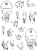 Espèce Sapphirina auronitens - Planche 3 de figures morphologiques