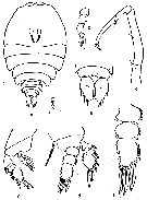 Espèce Sapphirina bicuspidata - Planche 2 de figures morphologiques