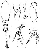 Species Lubbockia aculeata - Plate 7 of morphological figures