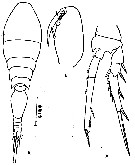 Species Triconia dentipes - Plate 9 of morphological figures