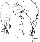 Espèce Pontellopsis macronyx - Planche 6 de figures morphologiques