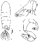 Species Pontellopsis strenua - Plate 8 of morphological figures