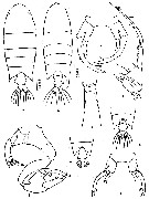 Species Pontellopsis regalis - Plate 11 of morphological figures