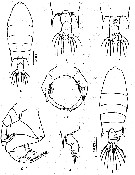 Species Pontellopsis armata - Plate 8 of morphological figures