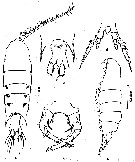 Species Pontellopsis villosa - Plate 11 of morphological figures