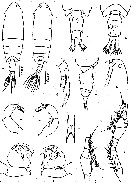Espèce Pontella kieferi - Planche 2 de figures morphologiques