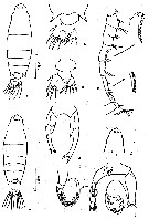 Species Labidocera acutifrons - Plate 11 of morphological figures