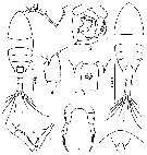 Espèce Calanopia minor - Planche 5 de figures morphologiques