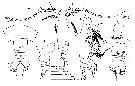 Espèce Eucalanus spinifer - Planche 1 de figures morphologiques