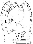 Species Eucalanus spinifer - Plate 6 of morphological figures