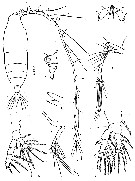 Espèce Haloptilus longicornis - Planche 10 de figures morphologiques