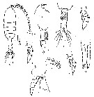 Species Pleuromamma piseki - Plate 6 of morphological figures