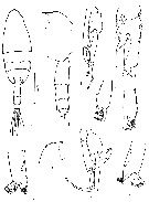Species Paraeuchaeta russelli - Plate 6 of morphological figures