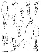 Espèce Euchaeta indica - Planche 5 de figures morphologiques