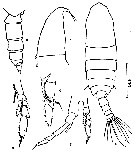 Species Neocalanus robustior - Plate 9 of morphological figures