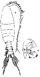 Species Pleuromamma xiphias - Plate 28 of morphological figures