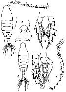 Espèce Centropages orsinii - Planche 4 de figures morphologiques