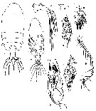 Espèce Euchirella amoena - Planche 5 de figures morphologiques