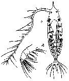 Espèce Haloptilus oxycephalus - Planche 10 de figures morphologiques