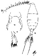 Espèce Labidocera euchaeta - Planche 8 de figures morphologiques