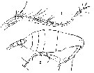 Species Labidocera japonica - Plate 6 of morphological figures