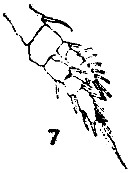 Species Pontellina plumata - Plate 32 of morphological figures