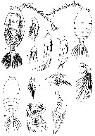 Species Pontellina plumata - Plate 30 of morphological figures