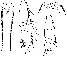 Espèce Acartia (Acartia) negligens - Planche 10 de figures morphologiques