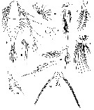 Espèce Acartia (Acartia) danae - Planche 7 de figures morphologiques