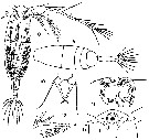 Espèce Acartia (Acartiura) omorii - Planche 7 de figures morphologiques