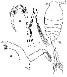 Espèce Tortanus (Tortanus) forcipatus - Planche 3 de figures morphologiques