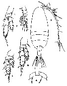 Espèce Scolecithricella orientalis - Planche 1 de figures morphologiques