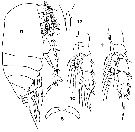 Espèce Scolecithrix bradyi - Planche 9 de figures morphologiques